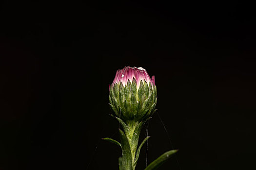 荷兰菊