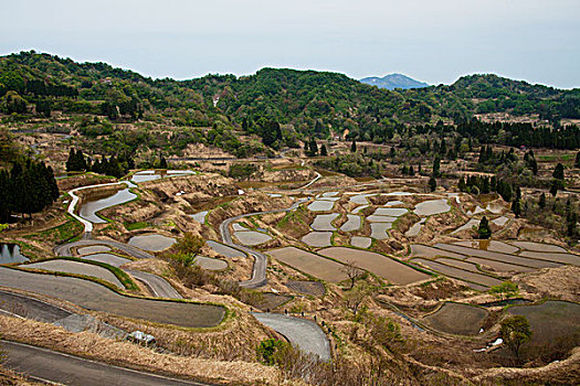 稻米梯田,新滹,日本