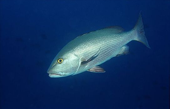 红鲷鱼,阿里环礁,马尔代夫,印度洋