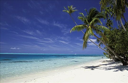 塔希提岛,波拉岛,海滩,棕榈树