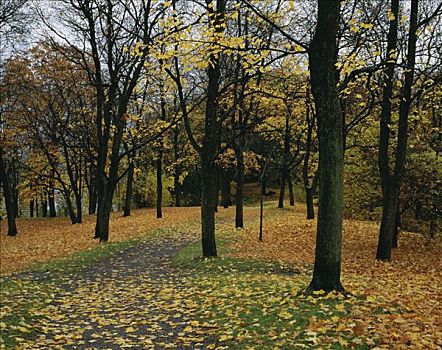 树,秋天,瑞典