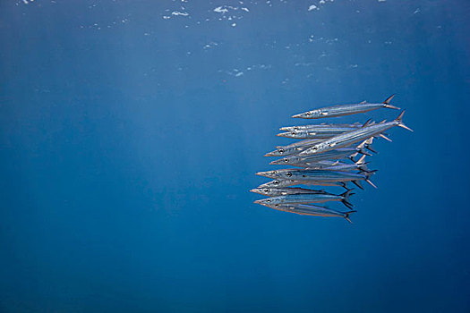 水下视角,鱼群,幼小,梭鱼,梭鱼属,神怪,龙目岛,印度尼西亚