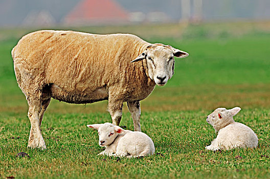 家羊,绵羊,母羊,羊羔,草场,北荷兰,荷兰,欧洲