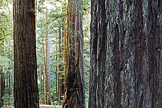 特写,红杉,树干,树林,北加州,美国