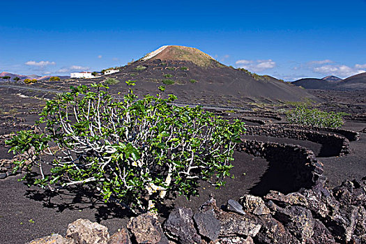 农业,火山岩,火山,风景,兰索罗特岛,加纳利群岛,西班牙,欧洲