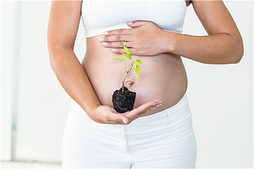 孕妇,接触,肚子,拿着,植物