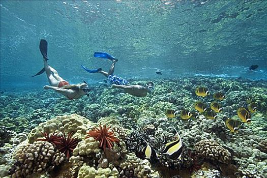 夏威夷,毛伊岛,莫洛基尼岛,伴侣,自由潜水,上方,美女,珊瑚礁,摩尔风格,蝴蝶鱼