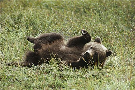 大灰熊,棕熊,幼兽,玩,草丛,德纳利国家公园和自然保护区,阿拉斯加