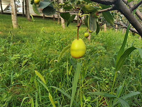 新疆香梨