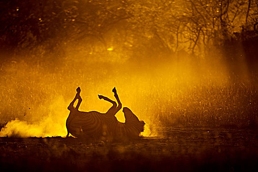 非洲,博茨瓦纳,莫雷米禁猎区,平原斑马,斑马,背影,灰尘,照亮,夕阳,奥卡万戈三角洲,靠近,露营