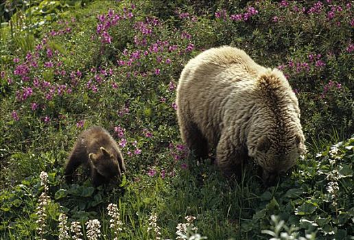 大灰熊,棕熊,熊,花,叶子,幼兽,喂食,样板,德纳利国家公园和自然保护区,阿拉斯加