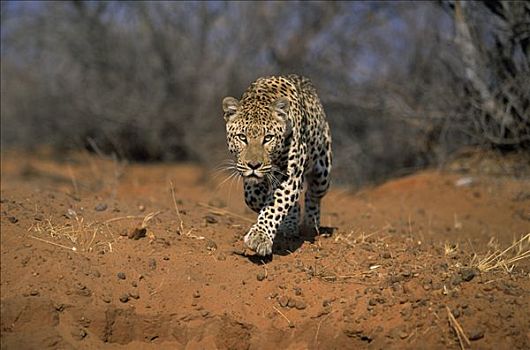 豹,尾随,摄影,非洲