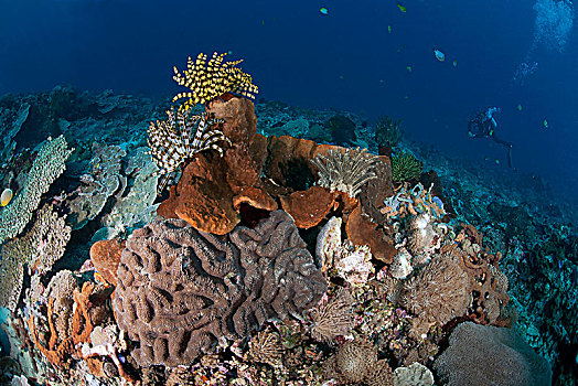 珊瑚,花园,红色,海绵,背影,潜水,巴厘岛,印度尼西亚,亚洲