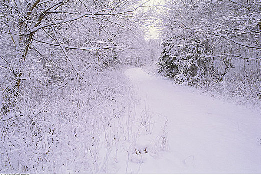 道路,树,冬天,阿尔冈金省立公园,安大略省,加拿大