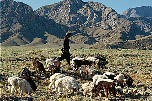牧羊人,靠近,乡村,省,巴基斯坦,九月,2008年