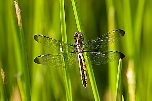 蜻蜓,蜻属,女性,湿地