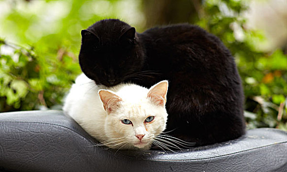 黑白,猫