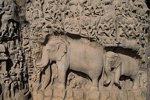 印度,靠近,钦奈,马哈巴利普兰,忏悔,特写,大象
