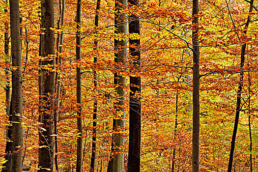 树林,秋色,巴伐利亚,德国