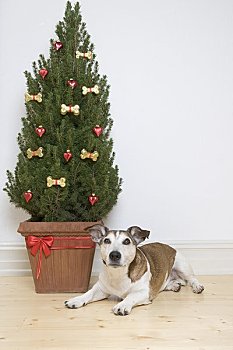 狗,圣诞树