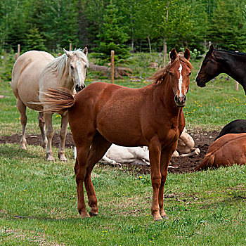 马,牧场,北方,艾伯塔省,加拿大