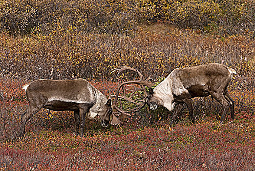 驯鹿属,雄性动物,打斗,苔原,栖息地,德纳里峰国家公园,阿拉斯加,美国
