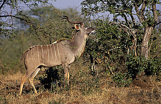 捻角羚,克鲁格国家公园,南非,非洲