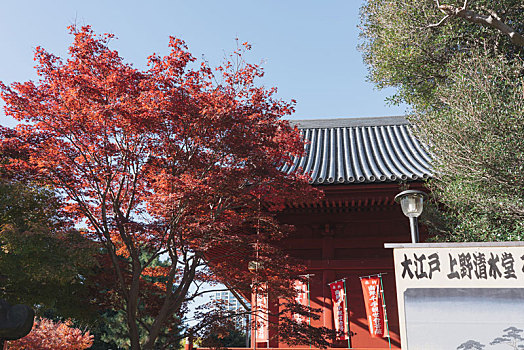 日本东京上野恩赐公园植物