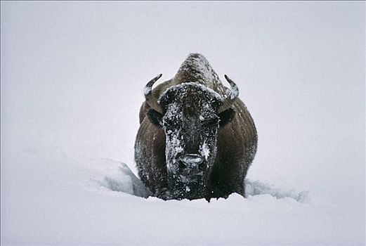 美洲野牛,野牛,大雪,黄石国家公园,怀俄明
