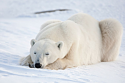 北极熊,冬天,丘吉尔市,野生动物,管理,区域,曼尼托巴,加拿大