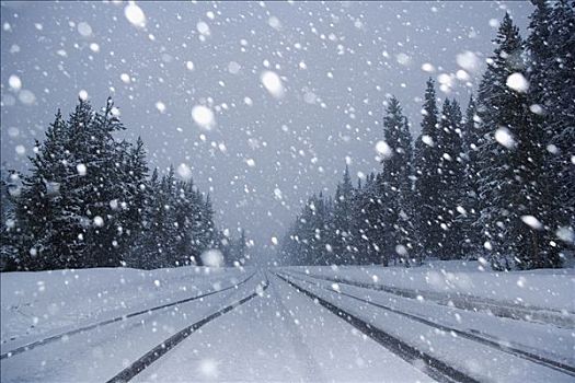 降雪,树林,黄石国家公园,怀俄明,美国