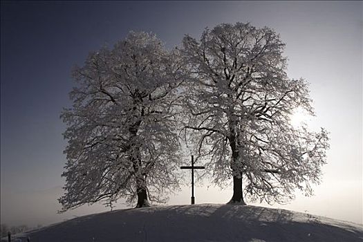 十字架,树,遮盖,白霜,巴伐利亚,德国,欧洲