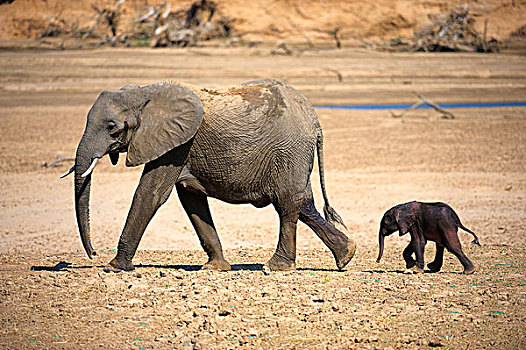 非洲象,大象,母牛,幼兽,行进,干枯河床,南卢安瓜国家公园,赞比亚,非洲