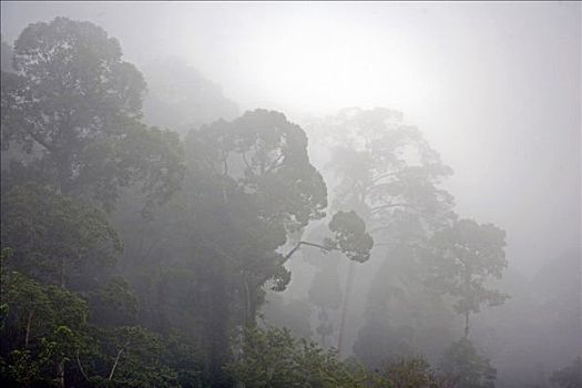 薄雾,遮盖,树荫,雨林,丹侬谷,科学,区域,靠近