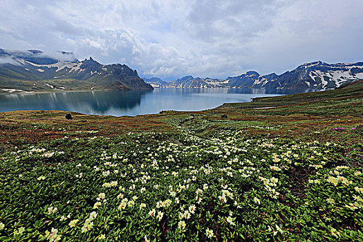 长白山高山花卉