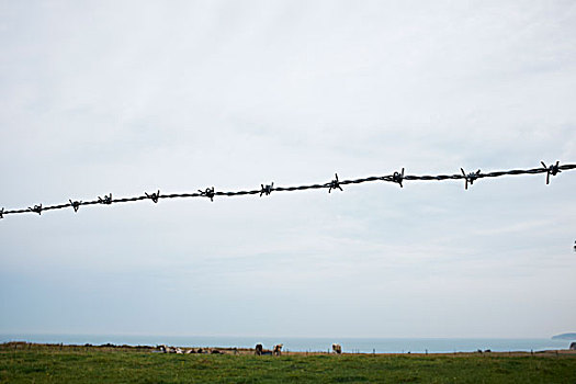 刺铁丝网,母牛,放牧,沿岸,地点