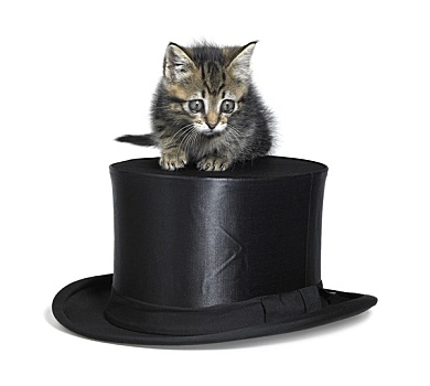 可爱,小猫,上面,帽子