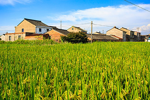 稻田,水稻,房子,民居,村庄,家园