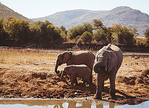 大象,喝,水潭,南非