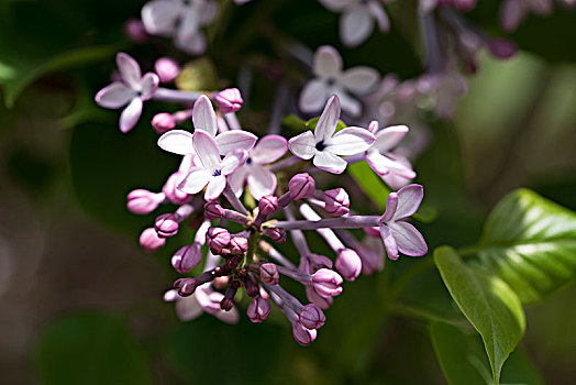 丁香花