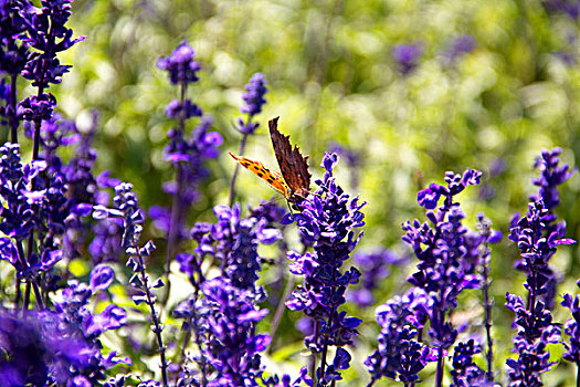 大片的紫色薰衣草和橘色蝴蝶