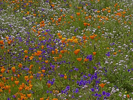 花菱草,野风信子,地毯,春天,山坡,加利福尼亚