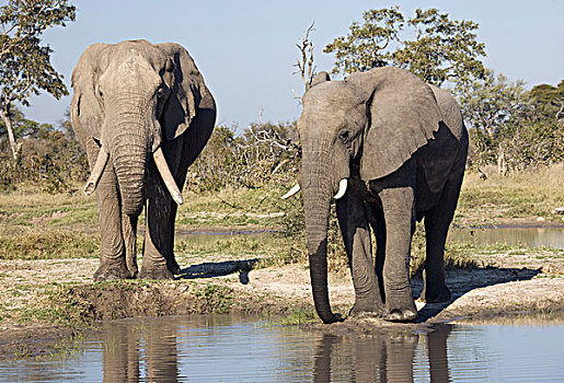 非洲,大象,水坑,乔贝国家公园,博茨瓦纳