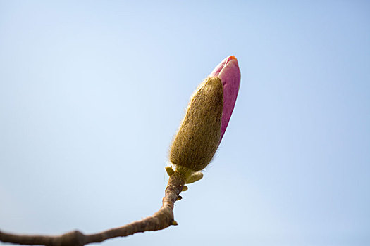 玉兰花