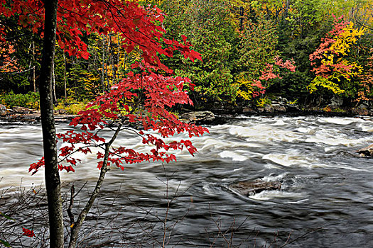 河,急流,秋叶,湖,安大略省,加拿大