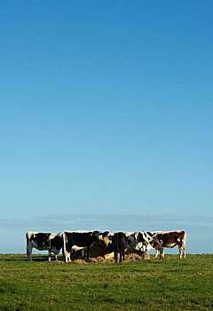 母牛,环绕,进食,干草,冬天,地点,荷兰
