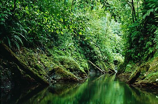 溪流,绿色,自然,哥斯达黎加