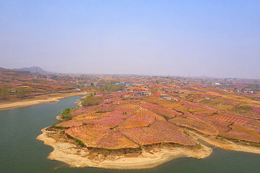 山东蒙阴乡村桃花