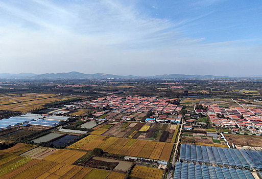 山东省日照市,蓝天白云下的金色大地,稻浪翻滚喜迎丰收年