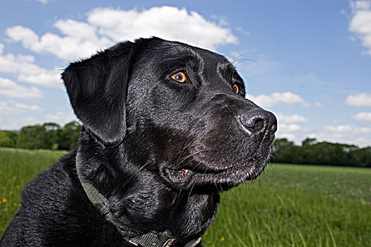黑色拉布拉多犬,成年,头像,边缘,地点,英格兰,英国,欧洲